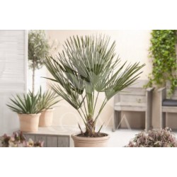 CHAHU 5L Alt.60/80 E