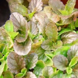 AJUGA 10,5 E