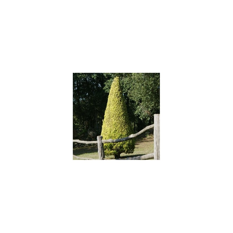 LAMBE 18L Alt.125/150 E