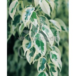 STARL 27 Alt.140/160 H