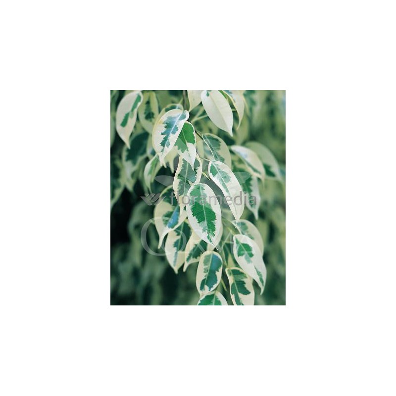 STARL 27 Alt.140/160 H