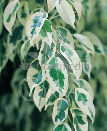 STARL 27 Alt.140/160 H