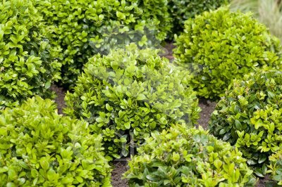 BUXUS 12 H