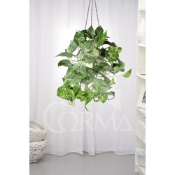 POTOS 17 1caña/tut.80 E