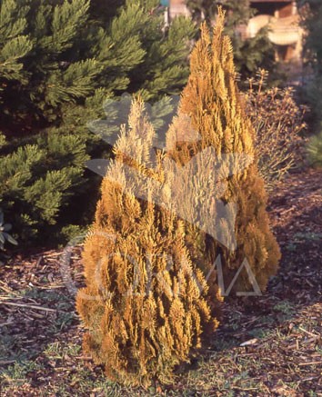 TUPYR 30L Alt.150/175 E