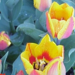 TULIP 13 E