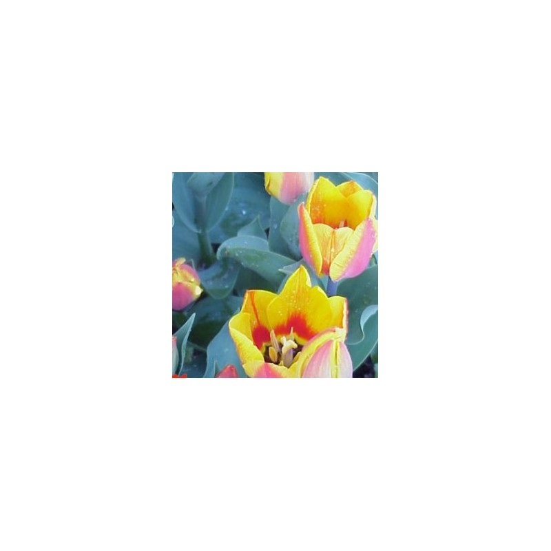 TULIP 13 E