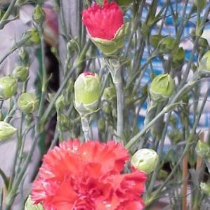 CLASI 15 3caña/tut.60