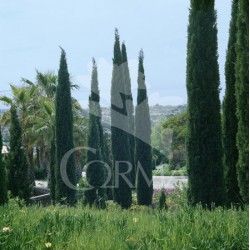 CIPRE 14 Alt.80/100 E