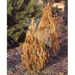 TUPYR 18L Alt.100/125 E