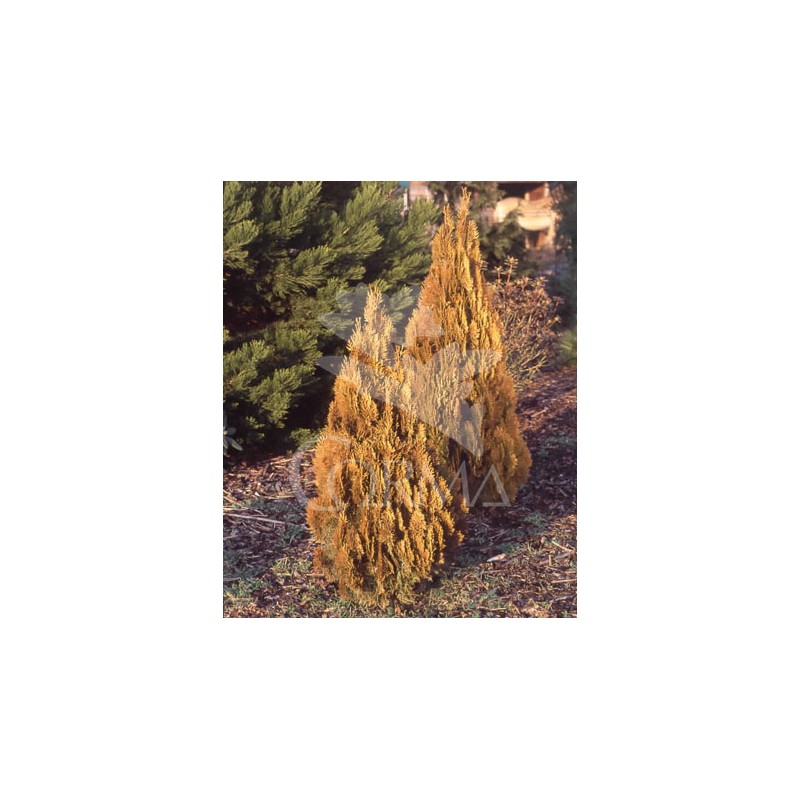 TUPYR 18L Alt.100/125 E