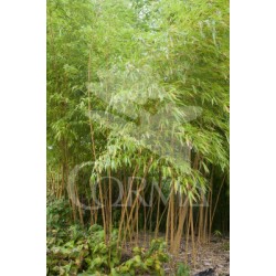 BAMBU 10L Alt.150/175 E