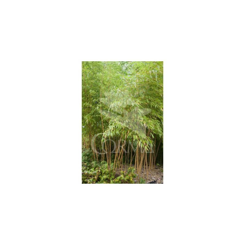 BAMBU 10L Alt.150/175 E