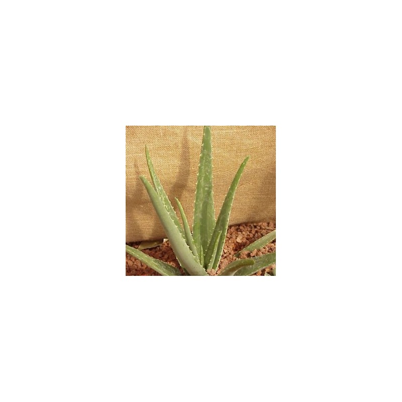 ALOES 5L E