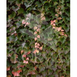 PARWE 3L 1caña/tut.150 E