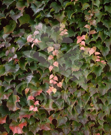 PARWE 3L 1caña/tut.150 E