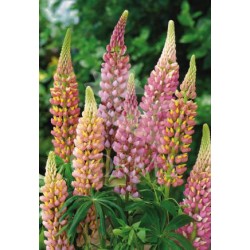 LUPIN 14x14:2L MC