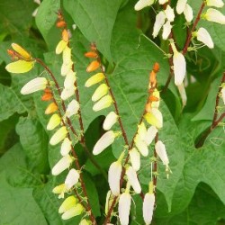 QUALO 13 TT 1caña/tut.60