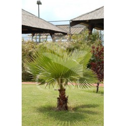 WASRO 5L Alt.60/80 E