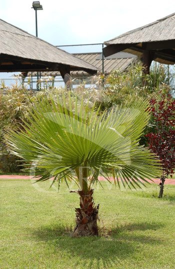 WASRO 5L Alt.60/80 E