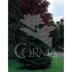 ABNOR 10L Alt.150/175 E