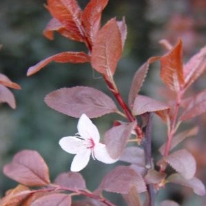 PRUPI 15L Alt.175/200 E