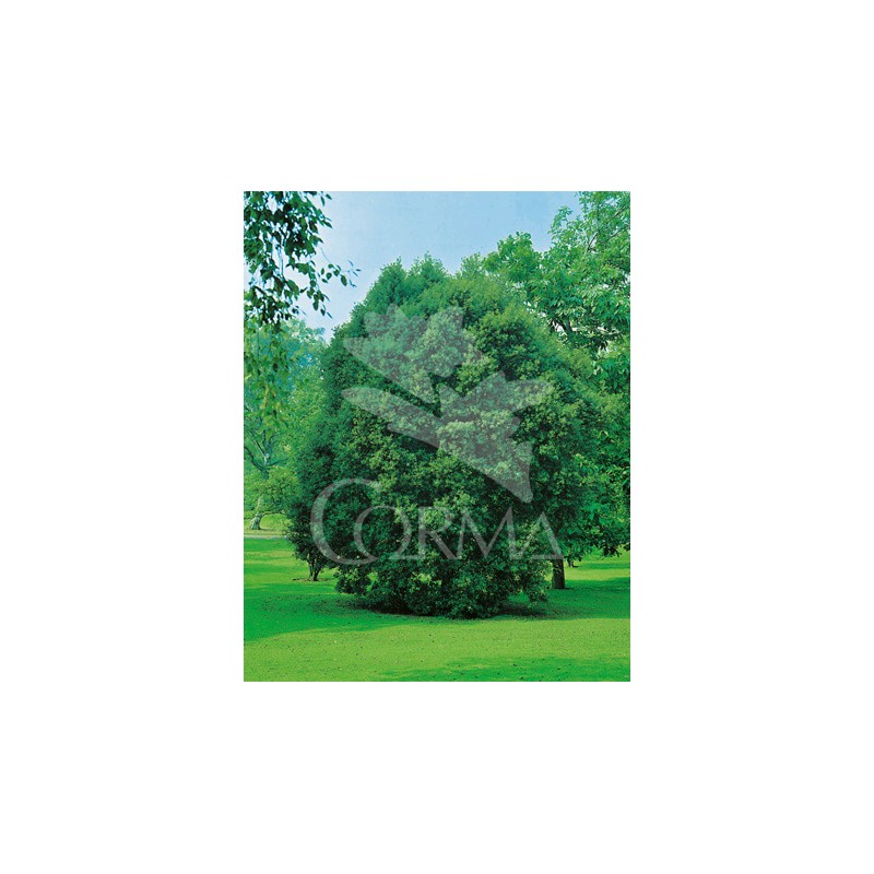 QUERC 4L Alt.125/150 E