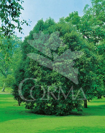 QUERC 4L Alt.125/150 E