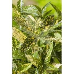 CUBAN 18L Alt.60/80 E