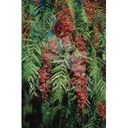 SCHMO 10L Alt.175/200 E