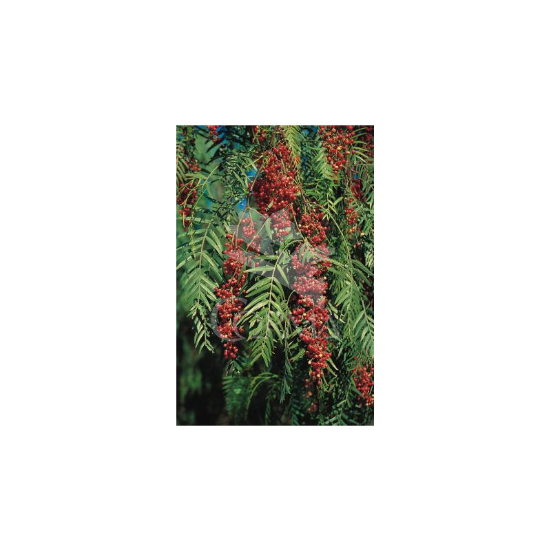 SCHMO 10L Alt.175/200 E