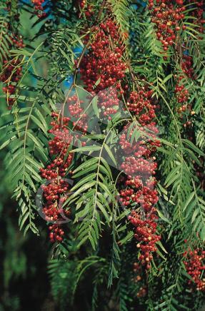 SCHMO 10L Alt.175/200 E