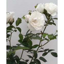 ROSAR 3L