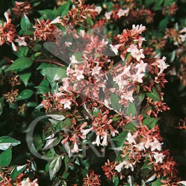 ABEFL 10L Alt.40/60 E