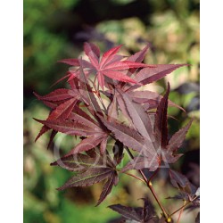 ACEAT 15L Alt.100/125 E