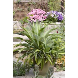 AGAVE 5L