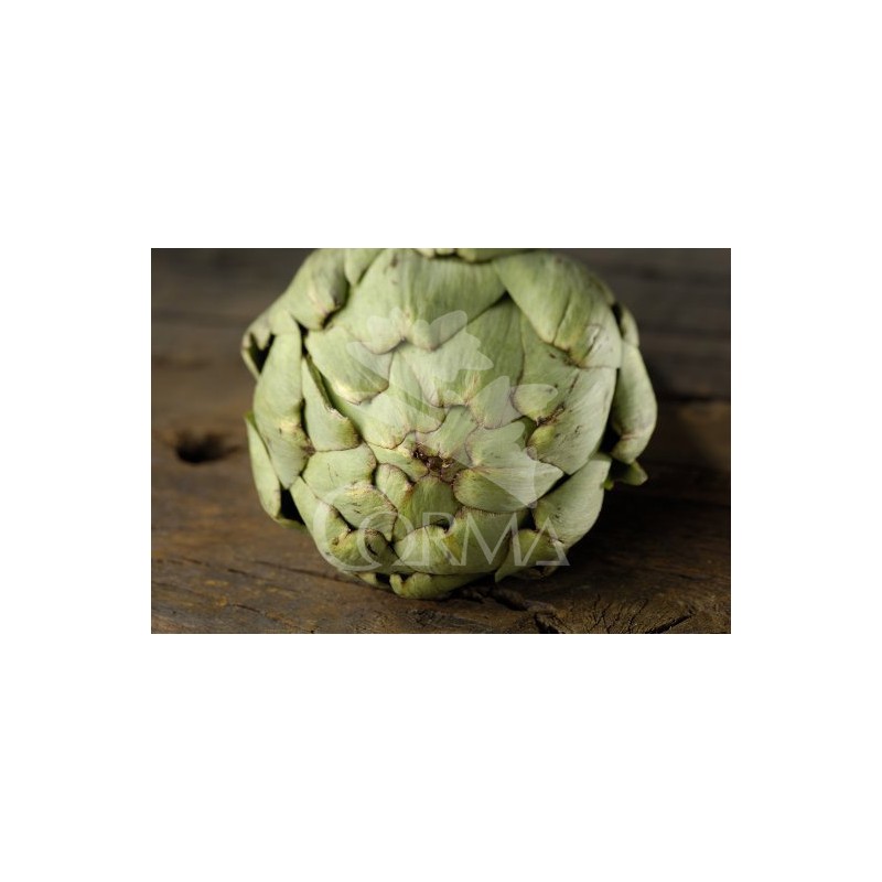 ALCAC Band.08x06 Alcachofera E