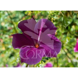 ALHUE 15,5x15,5:2,5L...