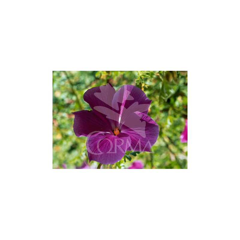 ALHUE 15,5x15,5:2,5L Mediterránia