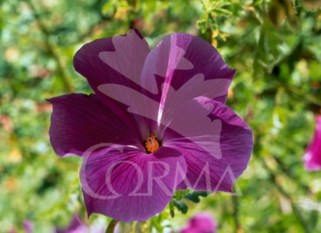 ALHUE 15,5x15,5:2,5L Mediterránia