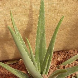 ALOES 13 E