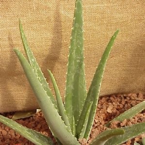 ALOES 17 E