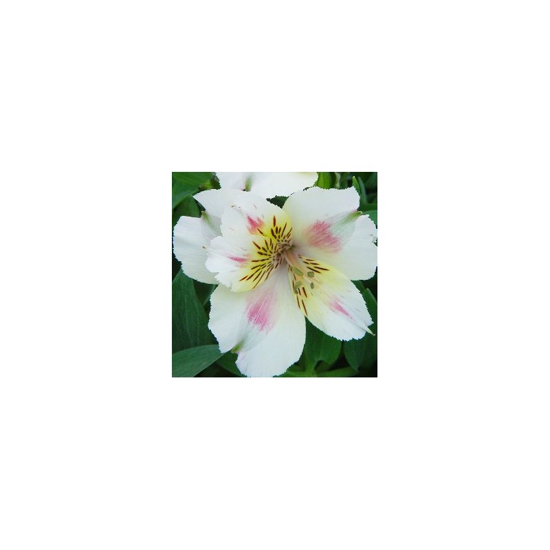 ALPRI 35 Tarrina Tricolor