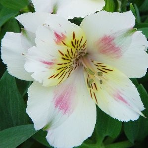 ALPRI 35 Tarrina Tricolor