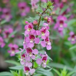 ANGAN 13 MC "Verano"