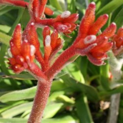 ANIGO 4,5L MC "Origins"