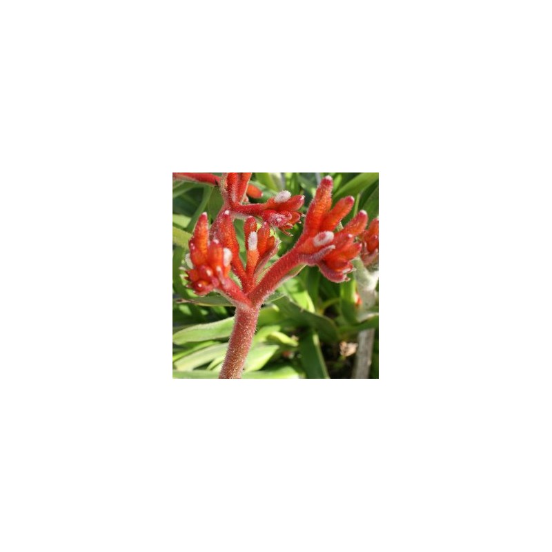 ANIGO 4,5L MC "Origins"