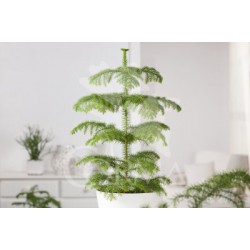 ARAUC 21 Alt.80/100 H