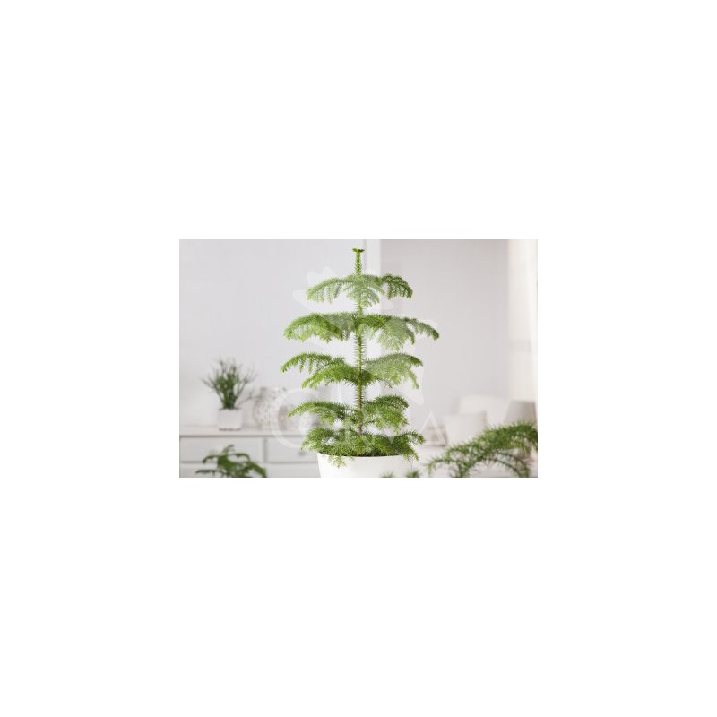 ARAUC 21 Alt.80/100 H