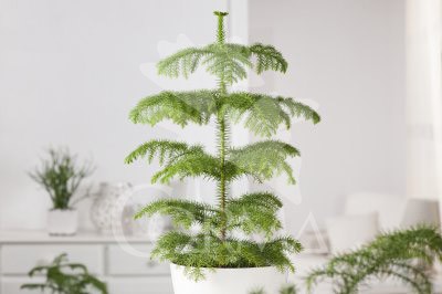 ARAUC 21 Alt.80/100 H